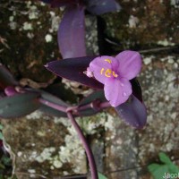 Tradescantia pallida (Rose) D.R.Hunt